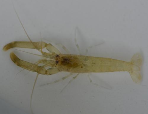 Athanas nitescens